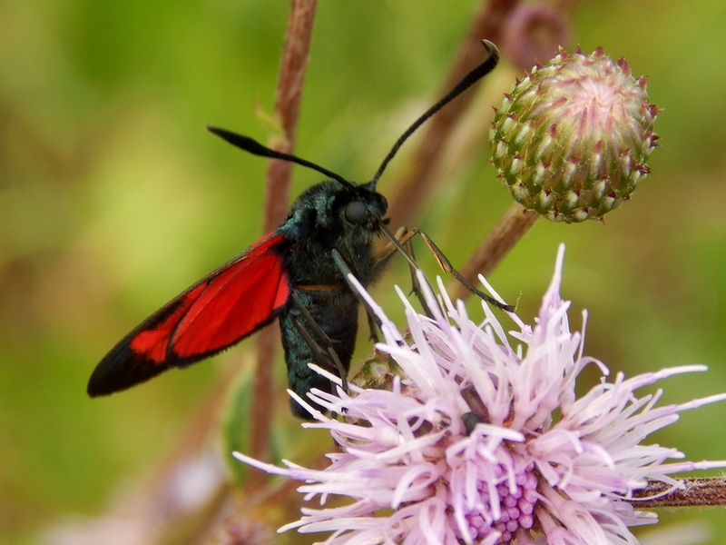 Zygaena filipendula